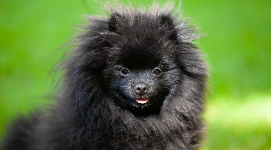 Tiny Black Puppy Outdoors