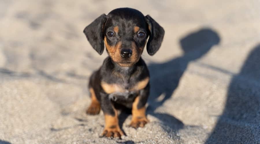 Tiny Black and Rust Puppy on the Beach
