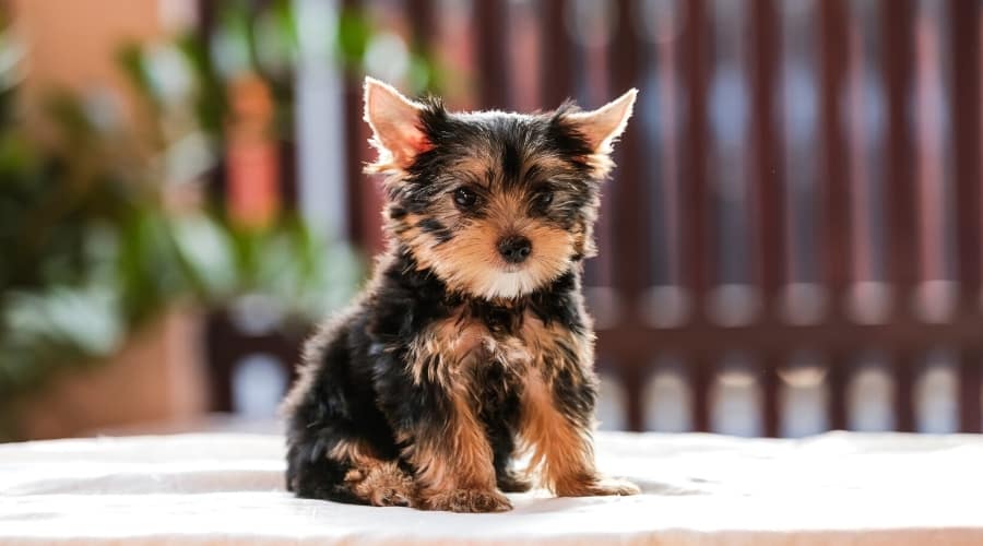Tiny Black and Tan Dog Sitting