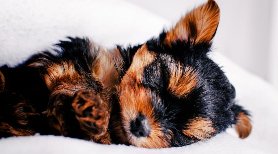 Tiny Black and Tan Puppy Sleeping