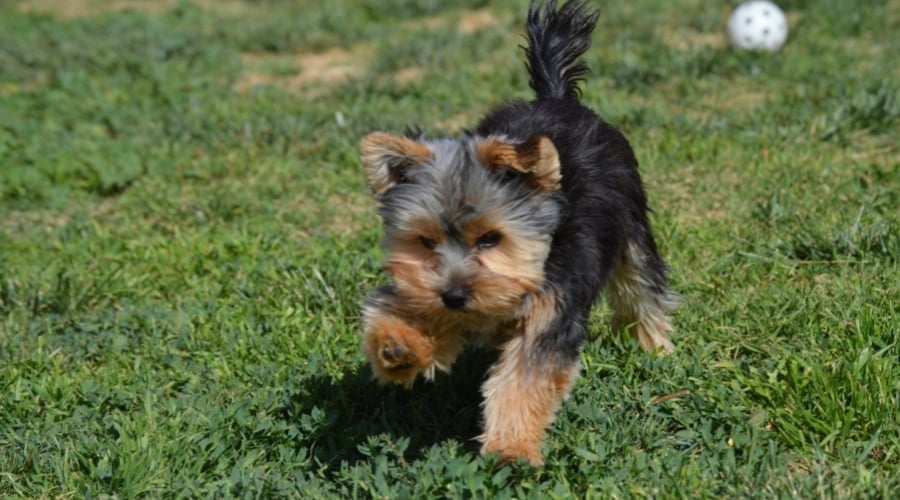 Tiny Blue and Tan Dog Running Outdoors