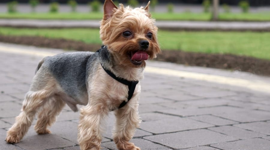 Tiny Dog Wearing Harness