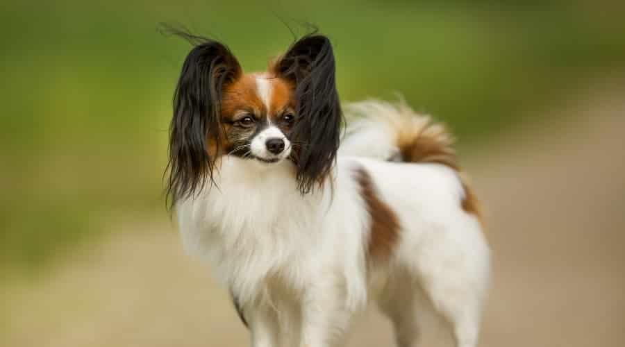Tiny Dog With Silky Coat