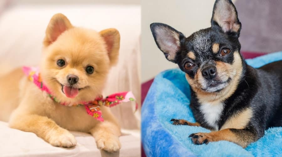 Tiny Dogs Looking at Camera