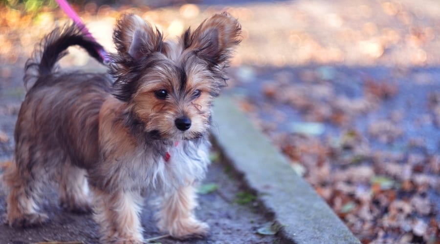 Tiny Mixed Puppy on a Leash