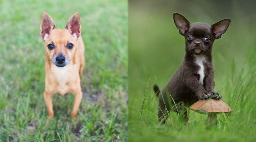 Tiny Puppies Looking at the Camera
