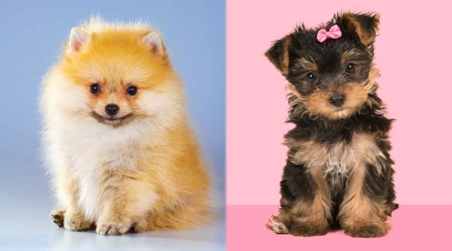 Tiny Puppies Posing for Camera