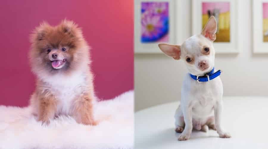Tiny Puppies Posing