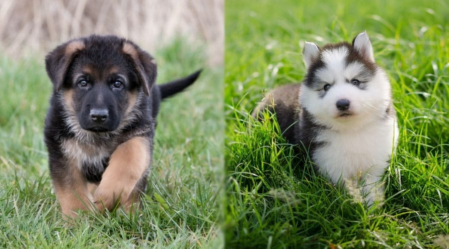 Tiny Puppies Walking in Grass