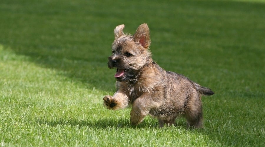 Tiny Puppy Running in Grass