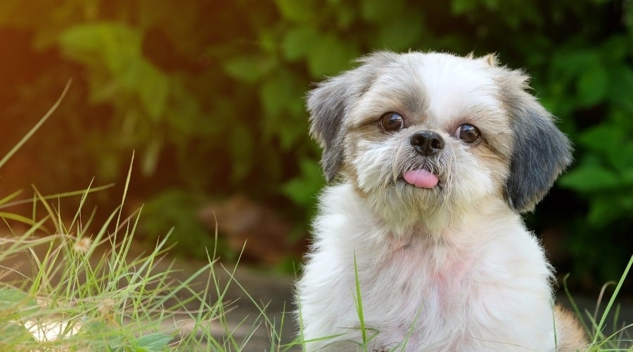 Tiny Puppy With Its Tongue Out