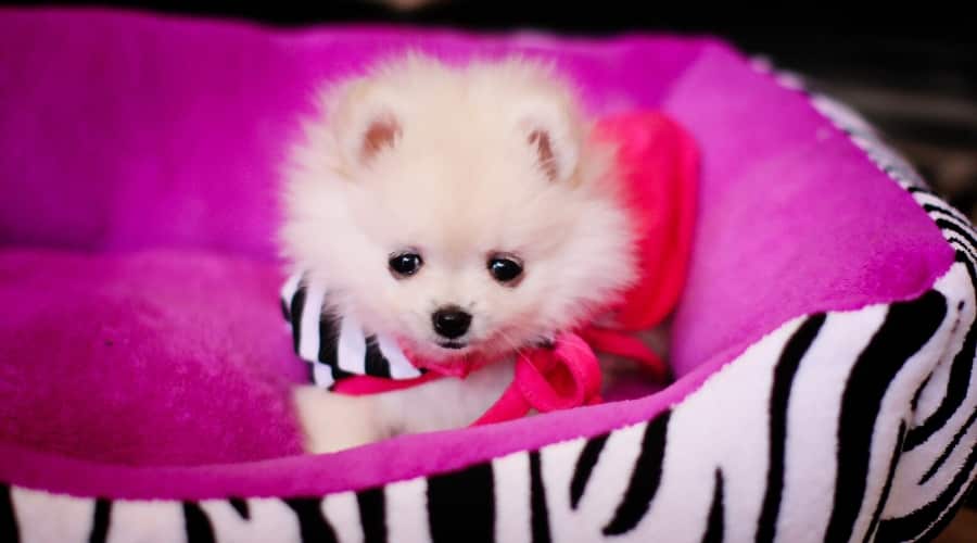 Tiny White Dog in a Dog Bed