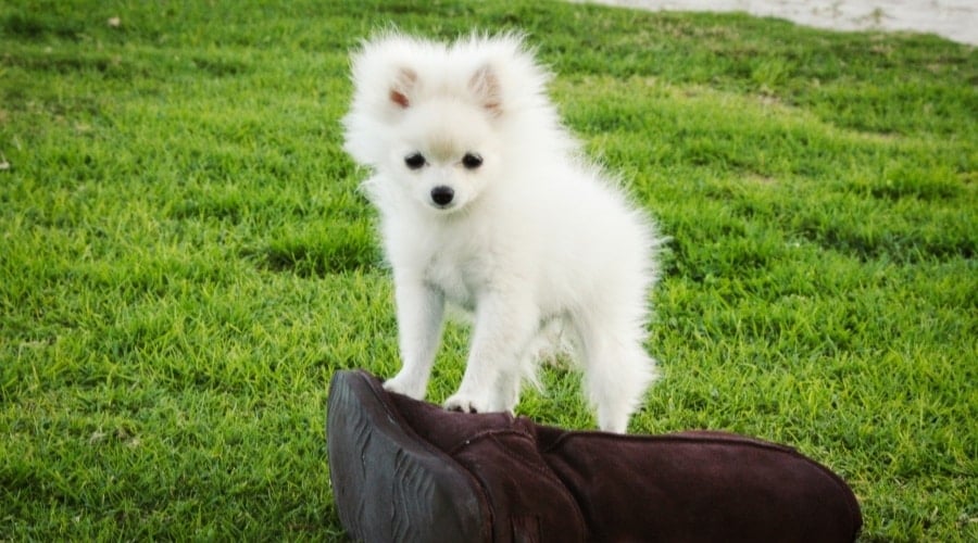 Tiny White Pup on a Boot