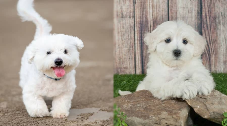 Tiny White Puppies Outside