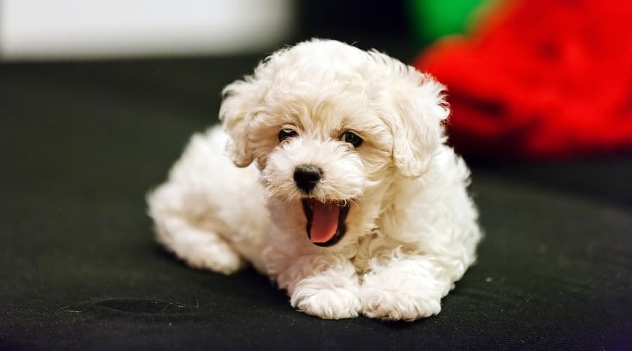 Tiny White and Fluffy Puppy