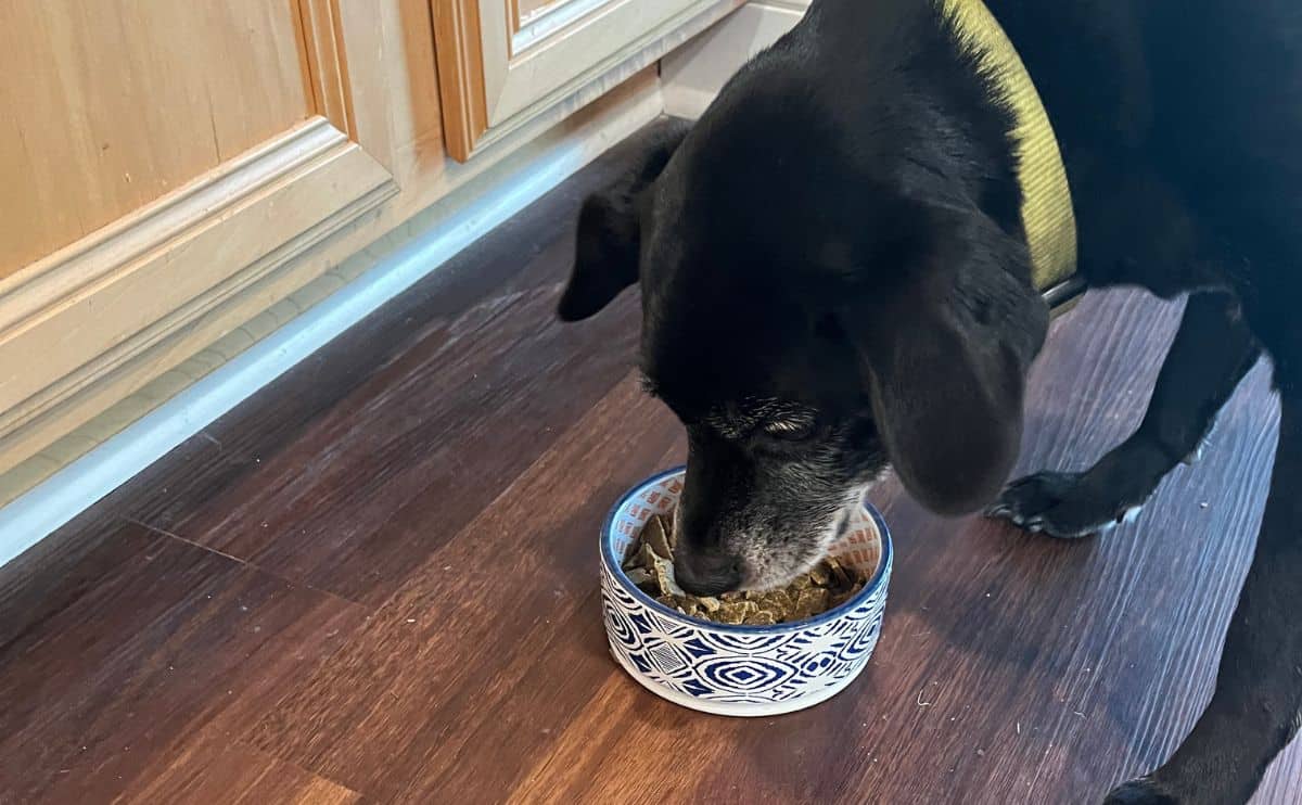 Tiny the dog eating bowl of food on the ground.