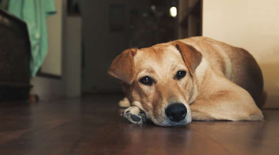 Tired Dog Laying on Hardwood Floor