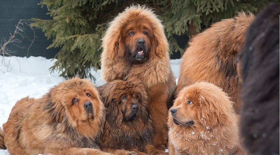 Too Many Dogs