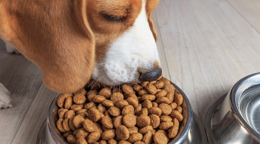 Top Bison Food Picks For Dogs