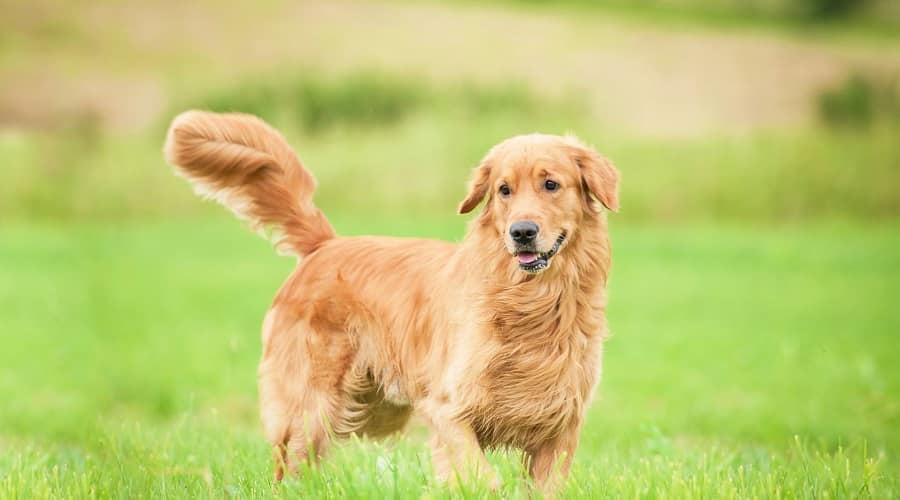 Top Brushes For Golden Retrievers