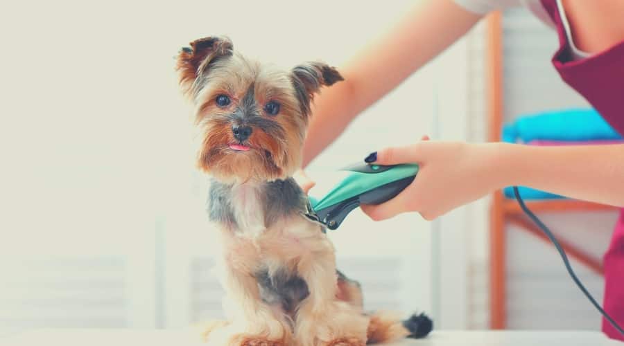 Yorkie having hair trimmed to treat dog hot spots at home.