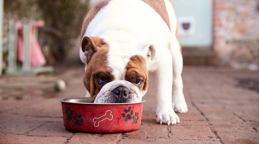 Top Dog Foods For Stinky Breath