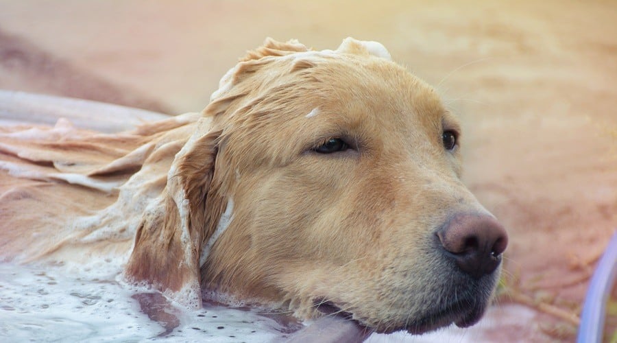 Top Golden Retriever Shampoos