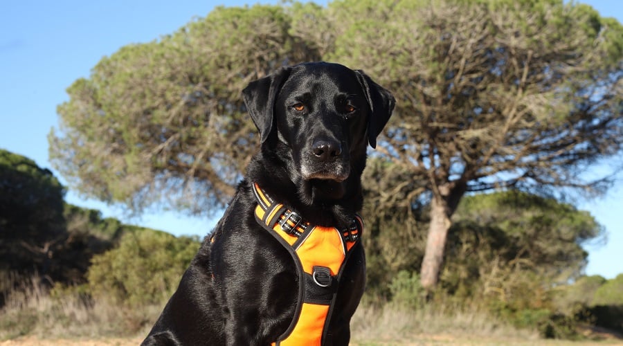 Top Harnesses For Labrador Retrievers