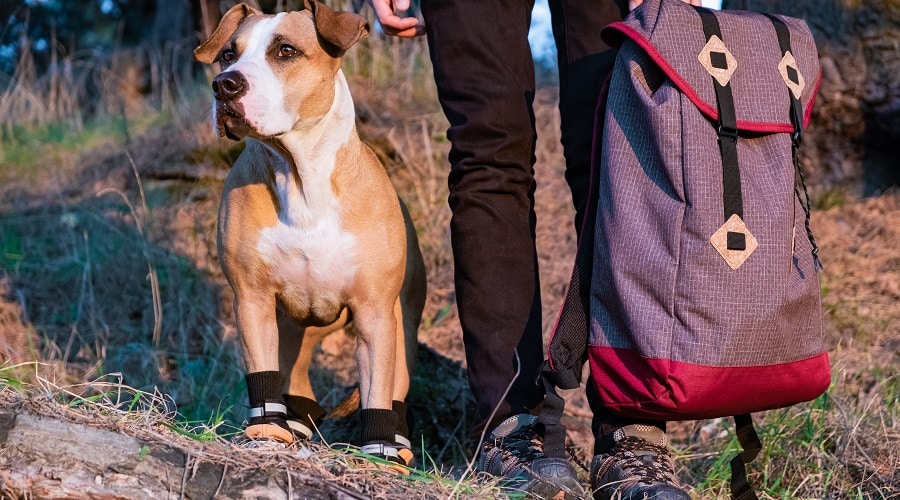 Top Hiking Boots For Dogs