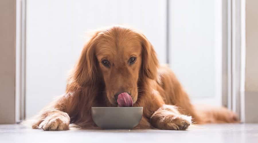 Best Dog Foods For Picky Eaters Ratings & Reviews Canine Journal