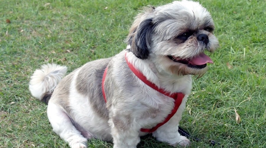Top Shih Tzu Harness on Dog