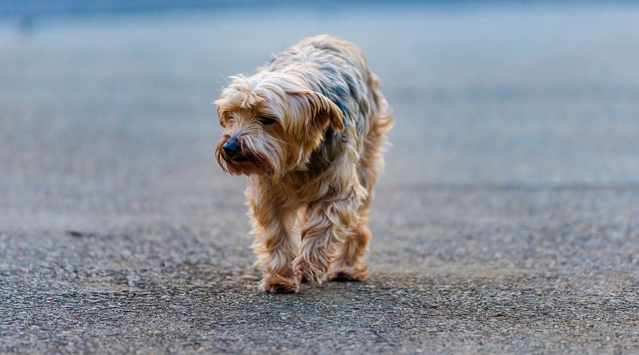 Torkie Mix