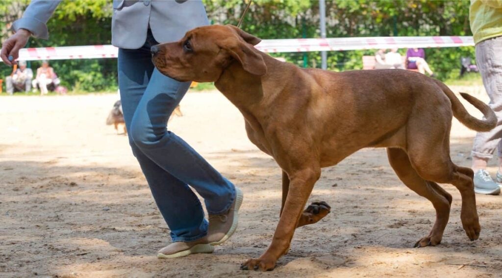 Tosa Inu running in a dog park with owner