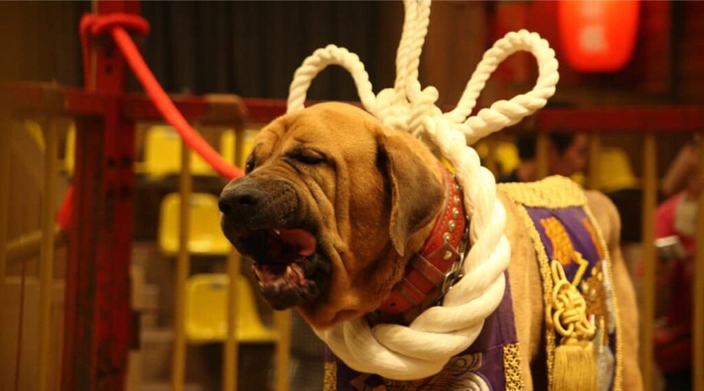 Tosa Inu in fighting ring with traditional Japanese robe