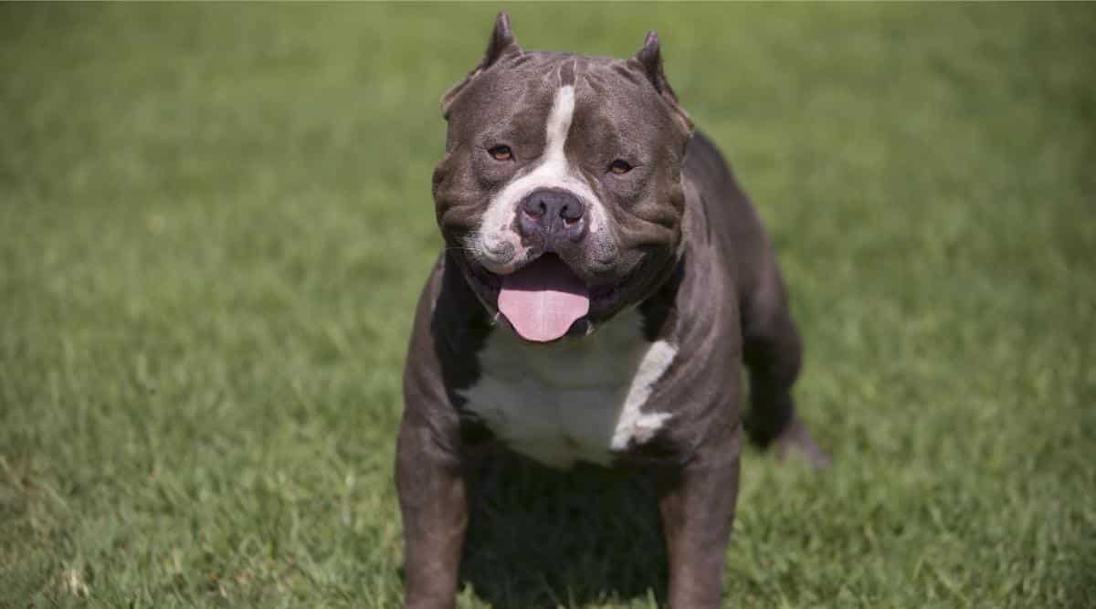 A tough looking American Bully dog sitting in a field.