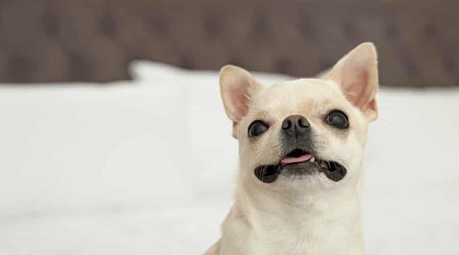 Toy Dog Breed Glucosamine Needs
