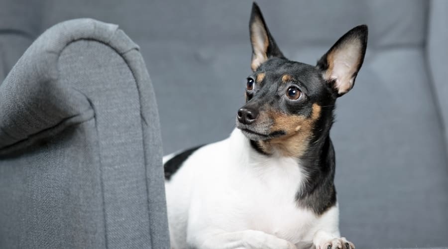 Toy Fox Terrier Looking at Owner