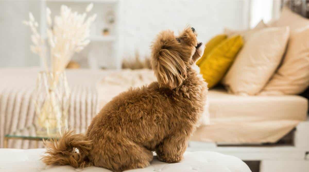 Happy toy poodle sit on white armchair. Side view of ginger dog look up