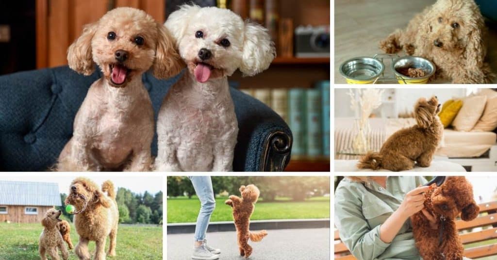Toy Poodle Breed Information: Personality Traits, Temperament & More ...