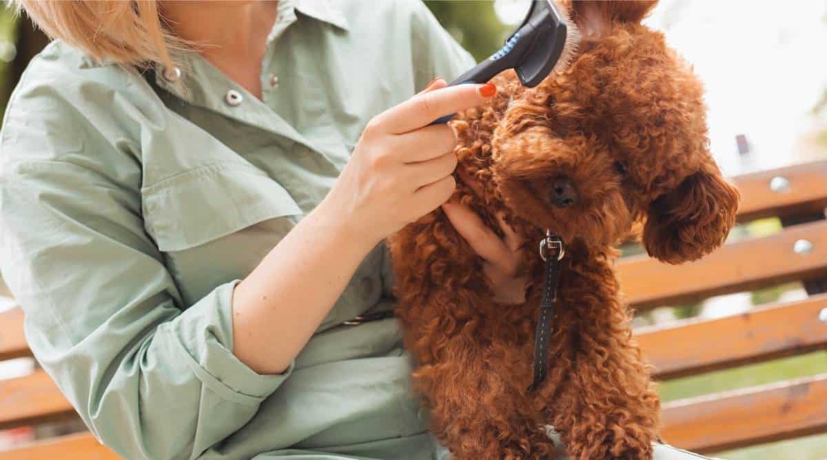 Closeup view female dog owner with blond hair holding cute Toy poodle, brushing its fur