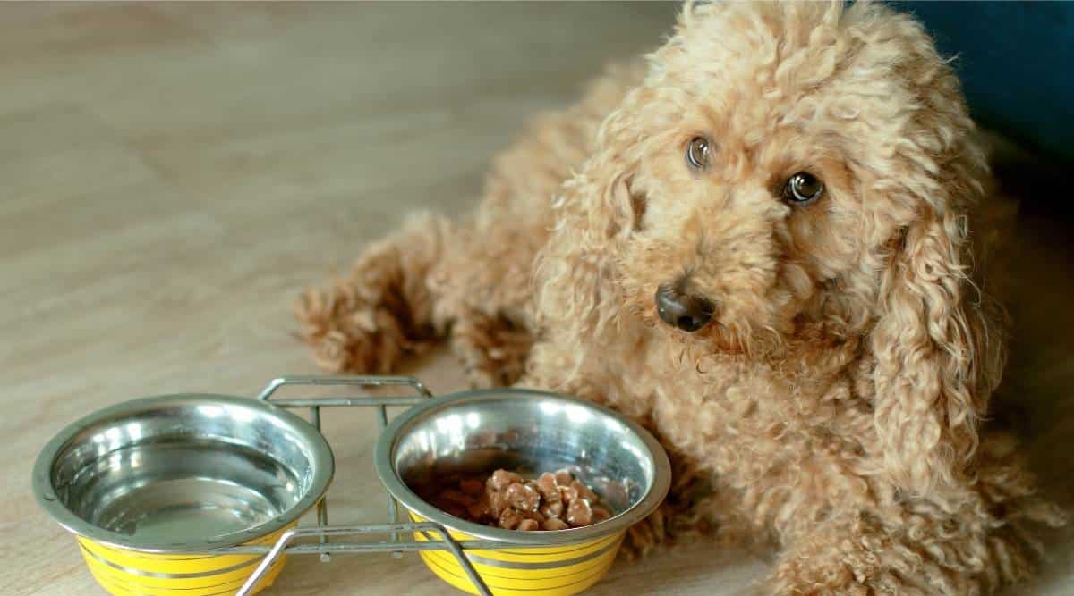Toy poodle laying on ground next to bowl of food and water
