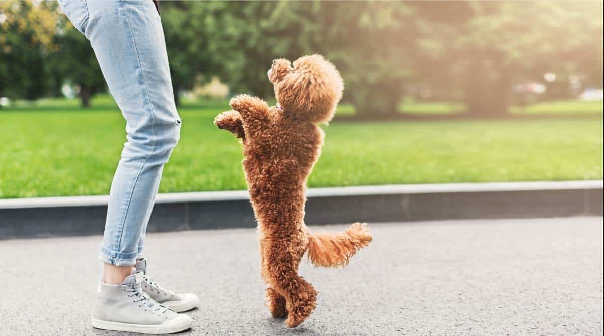 Woman having fun with playful apricot toy poodle in city park