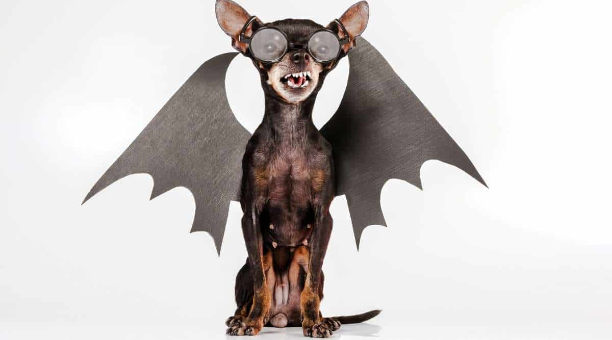 Toy Terrier dog with wings.
