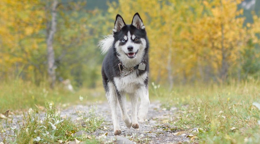 Pomeranian Husky mix with Different Colored Eyes Running