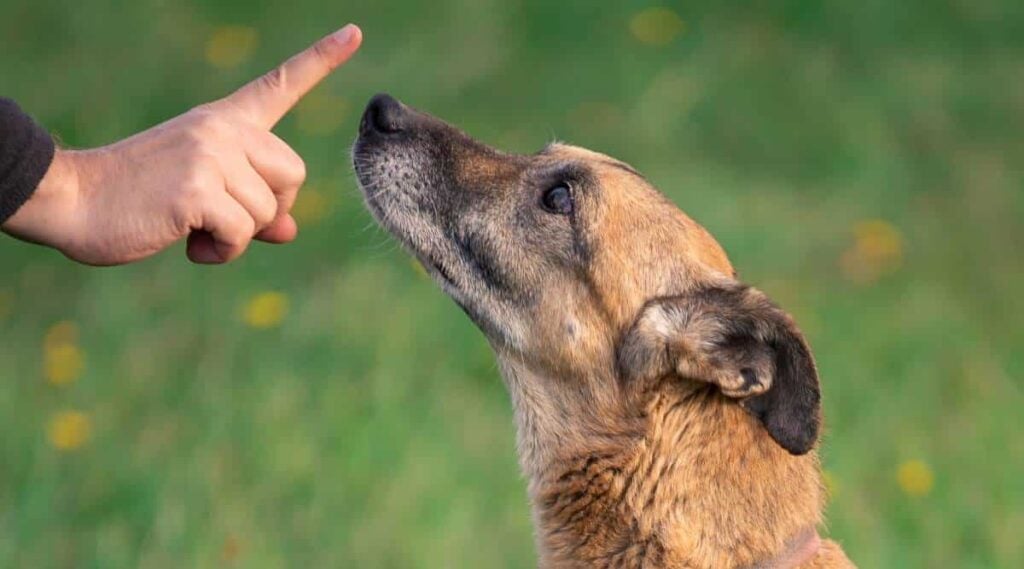 Training an old dog while walking. trainer pointing finger.