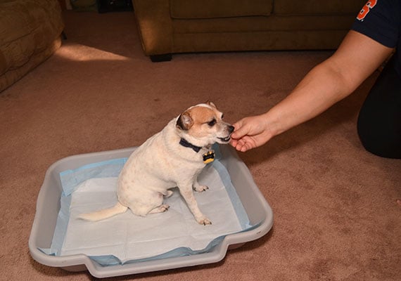 Training dog to pee in litter box pee pad holder