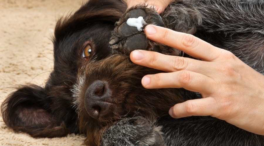 Treating Dog Paw