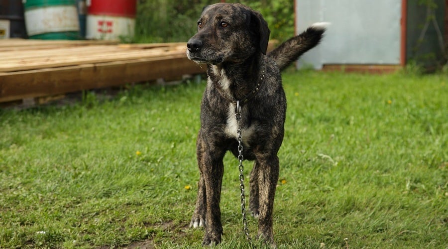 Treeing Tennessee Brindle