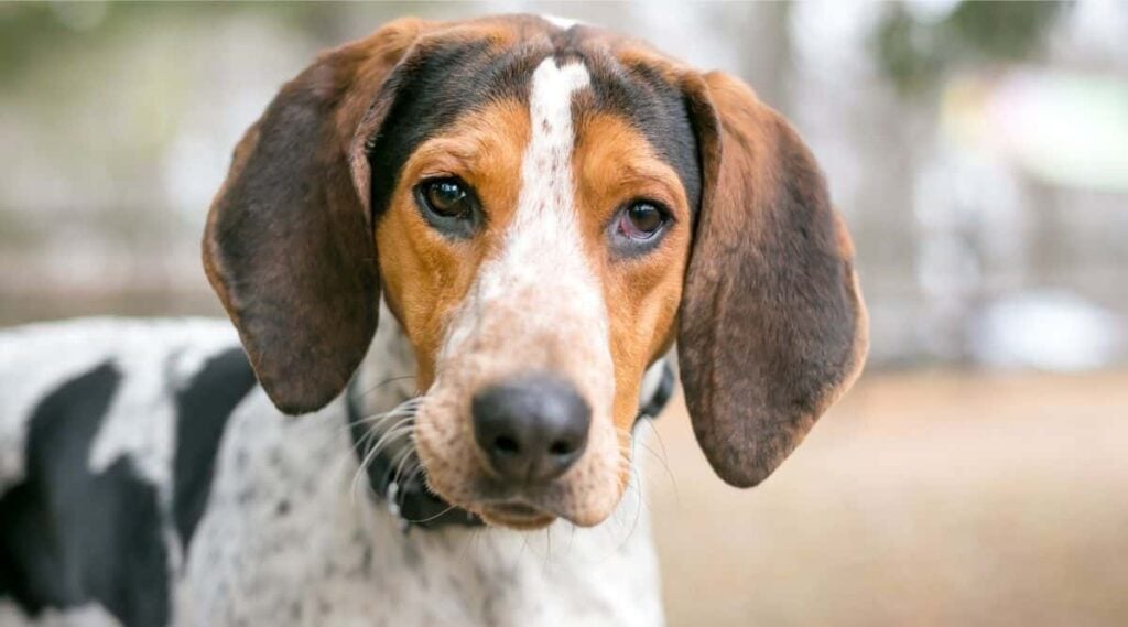 Treeing Walker Coonhound Breed face up close