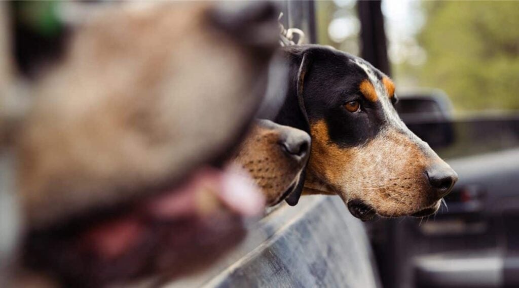 Treeing Walker Coonhound at a Rescues Shelter